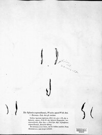 Xylaria hypoxylon image